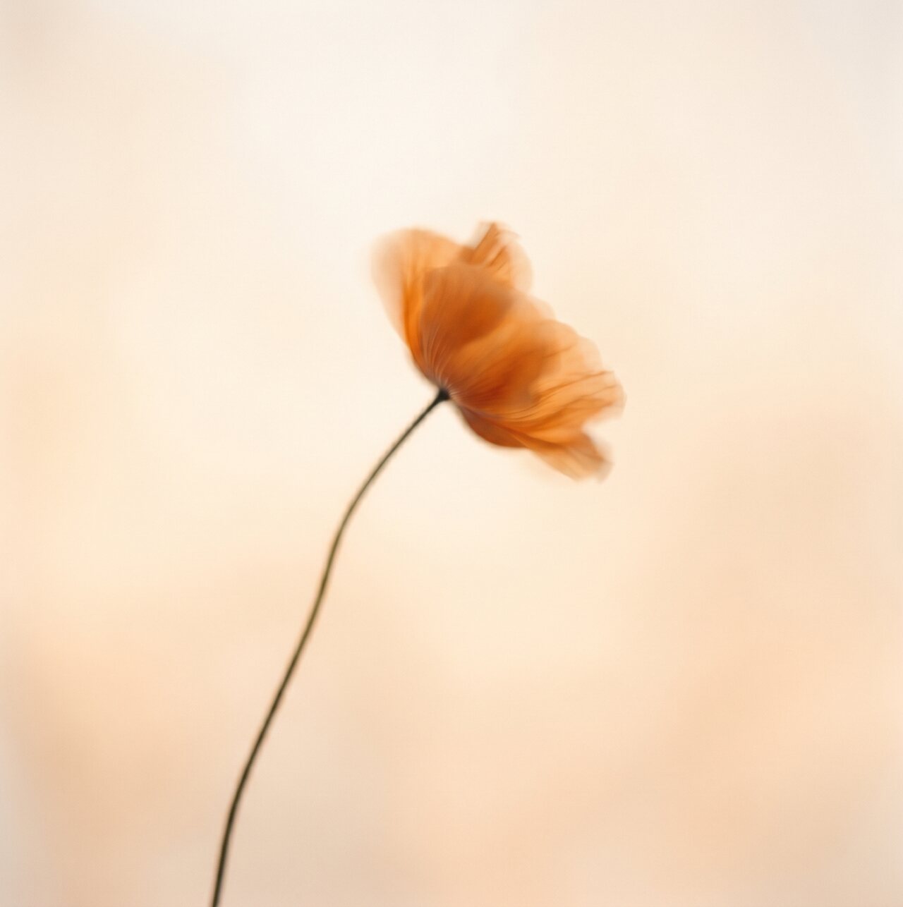 Meditation & Dharma at Sammā — seated practice of stable awareness
