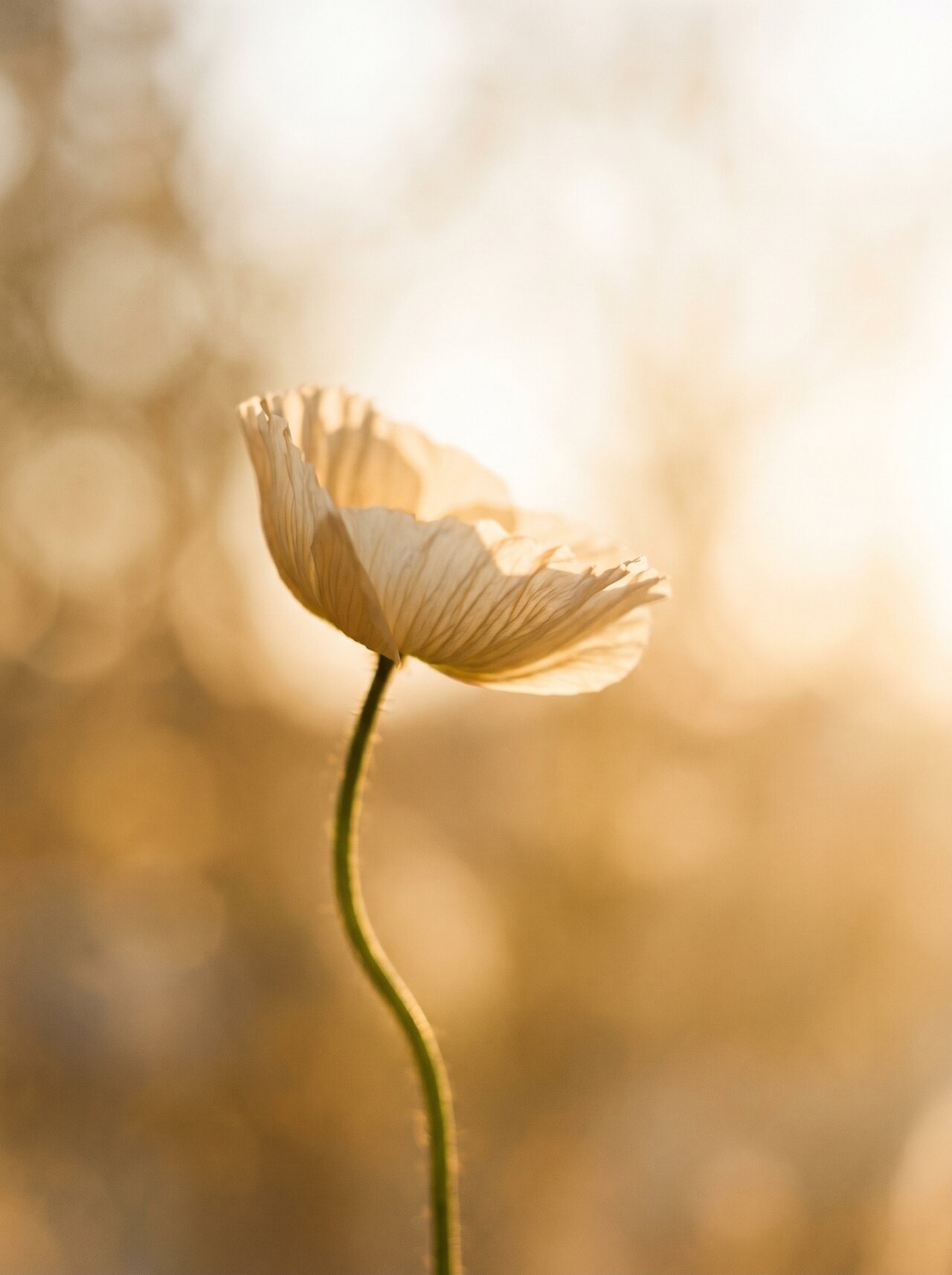 Fasciatherapy at Sammā — a listening touch for the fascial network